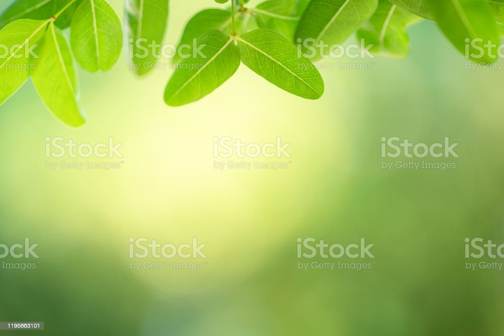 Detail Background Segar Nomer 26