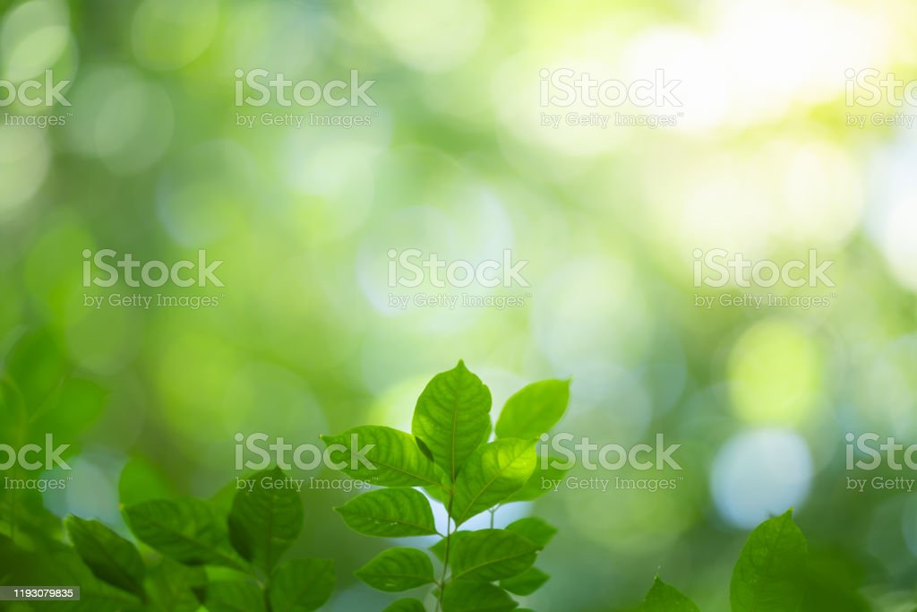 Detail Background Segar Nomer 36