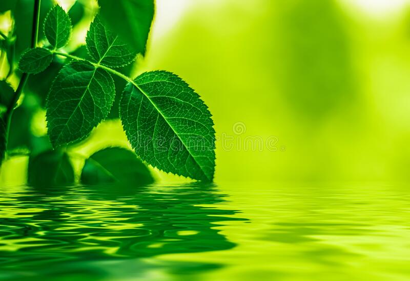Detail Background Segar Nomer 52
