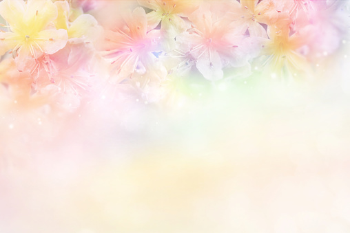 Detail Background Soft Flower Nomer 2