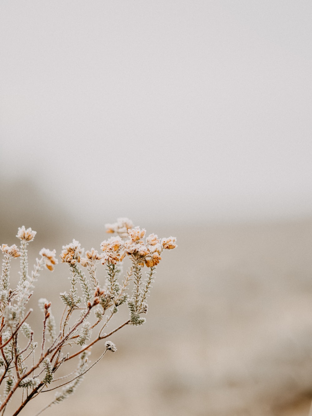 Detail Background Soft Flower Nomer 12