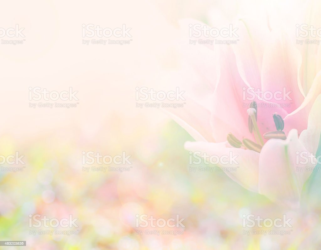 Detail Background Soft Flower Nomer 29