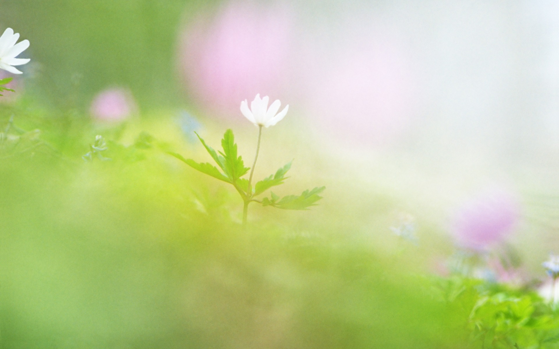 Detail Background Soft Hd Nomer 54