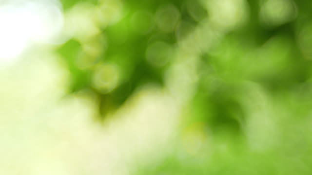Detail Background Soft Hijau Nomer 32