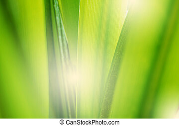 Detail Background Soft Hijau Nomer 52