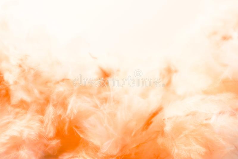 Detail Background Soft Orange Nomer 48