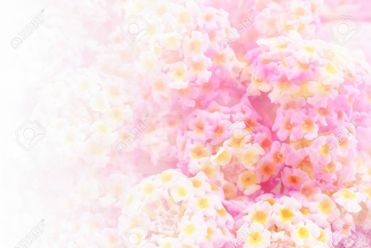 Detail Background Soft Pink Nomer 42