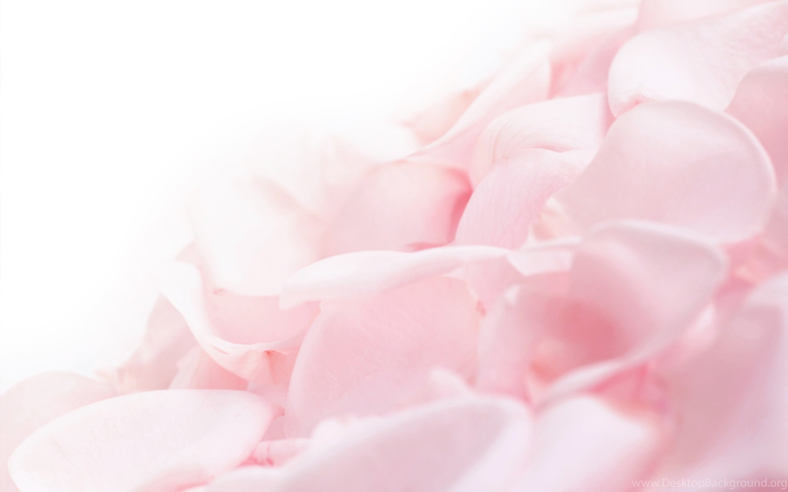 Detail Background Soft Pink Nomer 52