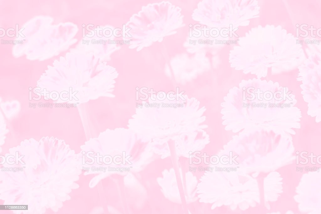 Detail Background Soft Polos Nomer 39