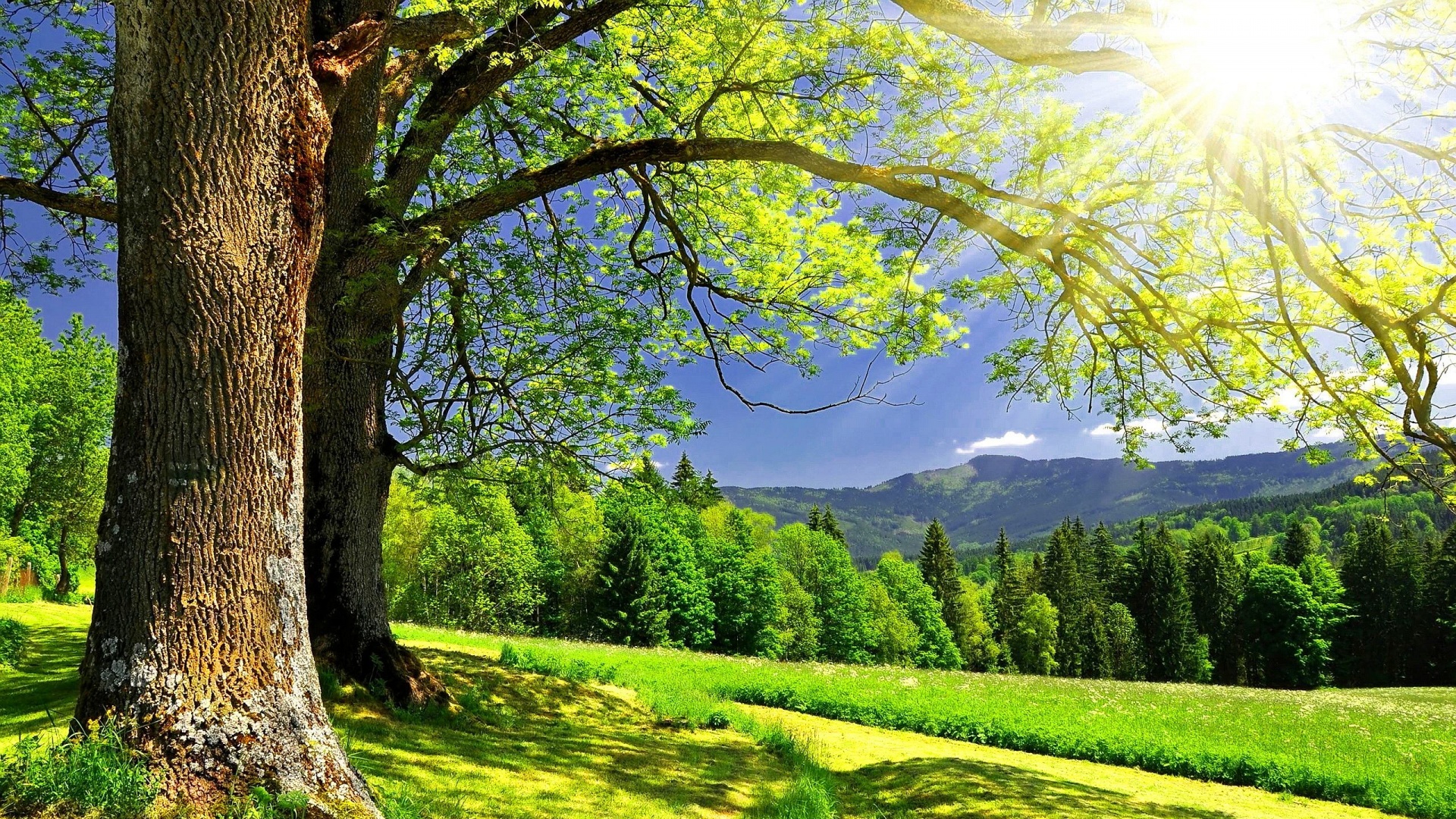 Detail Background Summer Hd Nomer 42