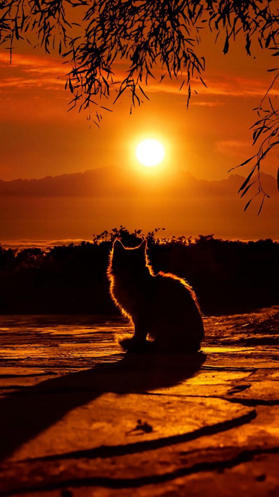Detail Background Sunset Hd Nomer 50