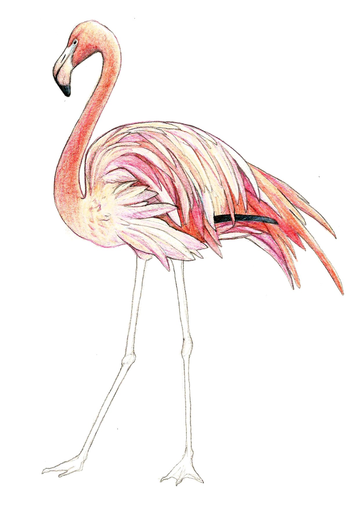 Detail Flamingo Zeichnen Bleistift Nomer 5