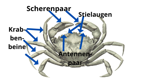 Detail Krabbe Zeichnung Nomer 23