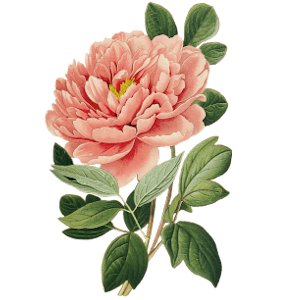 Detail Mai Blumen Nomer 16