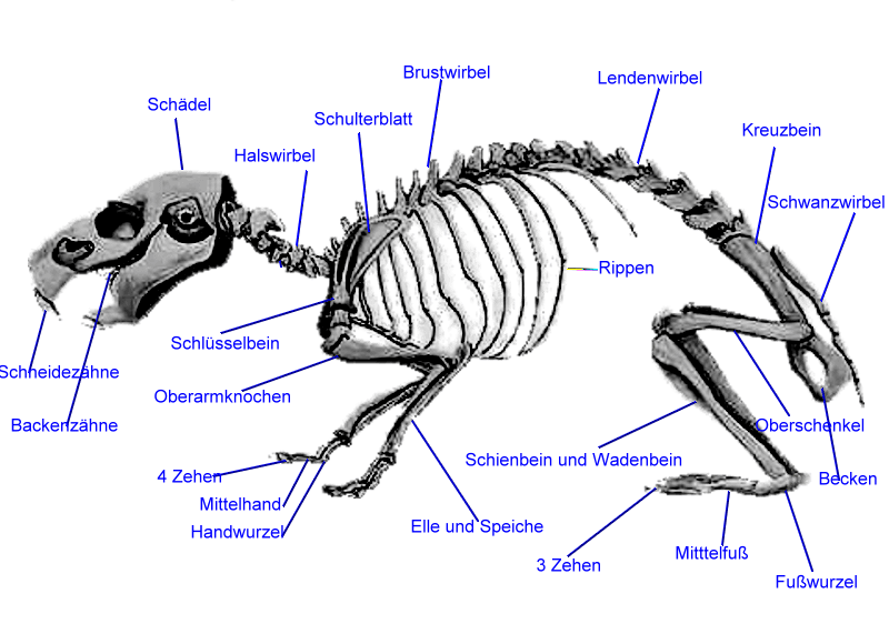 Detail Peruanisches Meerschweinchen Nomer 3