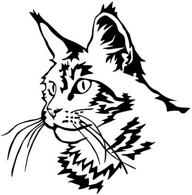 Rote Main Coon - KibrisPDR