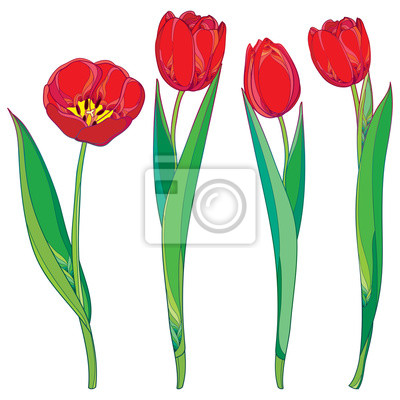 Detail Tulpe Comic Nomer 10