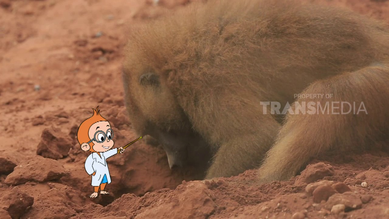 Dunia Binatang Monyet - KibrisPDR
