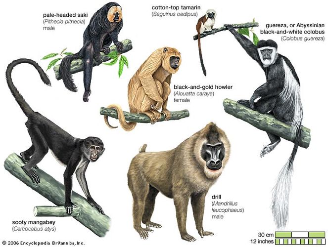 Detail Dunia Binatang Monyet Nomer 35