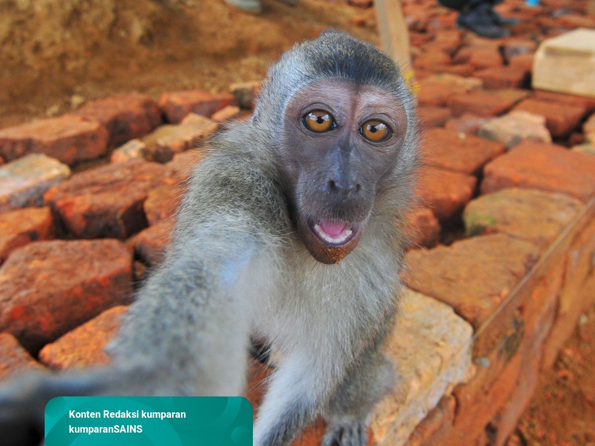 Download Dunia Binatang Monyet Nomer 48