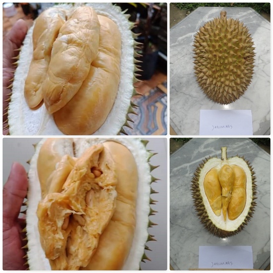 Durian Jarum Mas - KibrisPDR