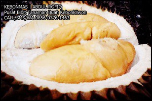 Detail Durian Jarum Mas Nomer 2