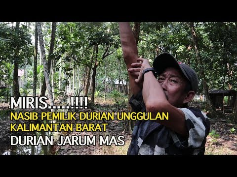 Detail Durian Jarum Mas Nomer 13