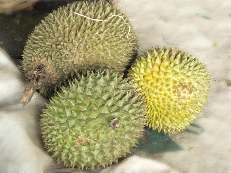 Detail Durian Jarum Mas Nomer 20