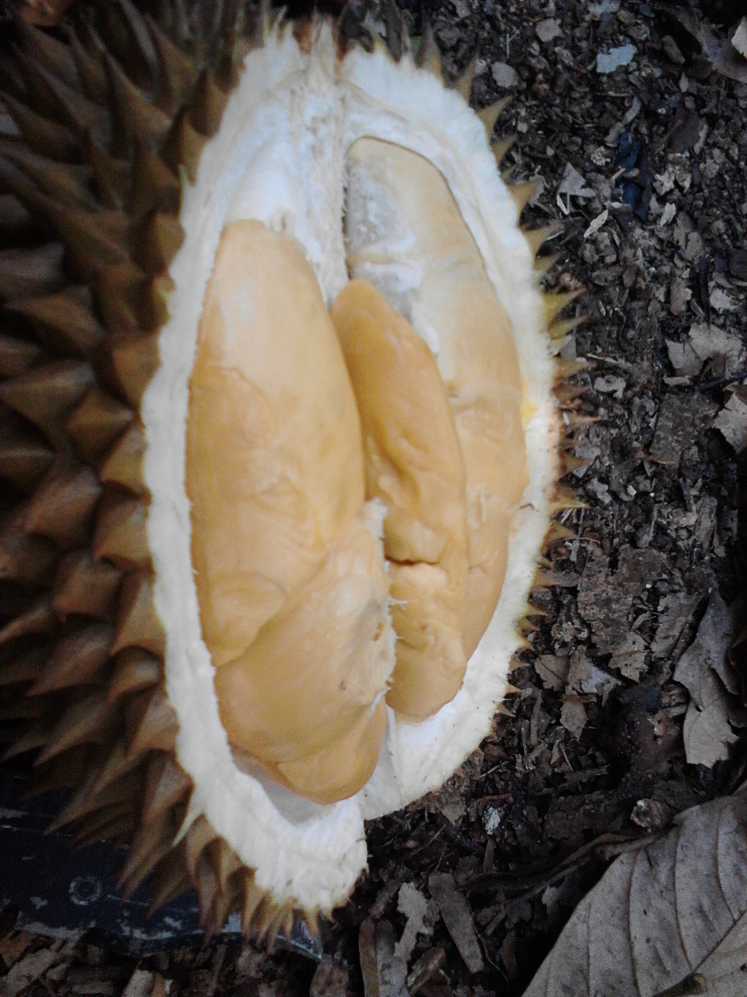 Detail Durian Jarum Mas Nomer 21