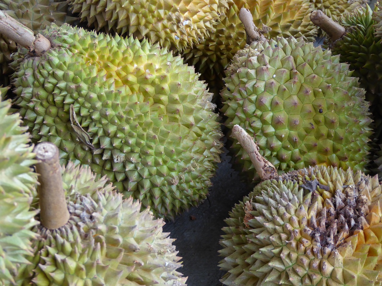 Detail Durian Jarum Mas Nomer 27