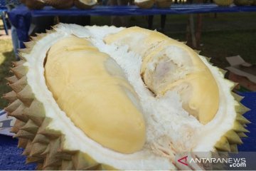 Detail Durian Jarum Mas Nomer 53