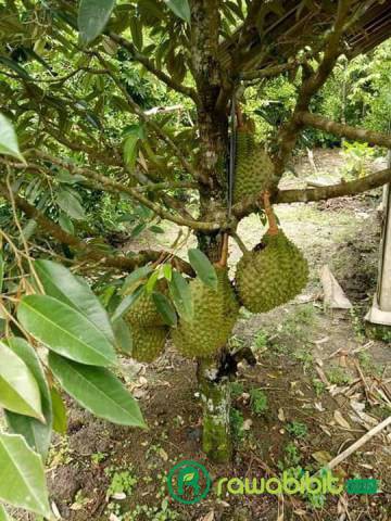 Detail Durian Monthong Bawor Nomer 19