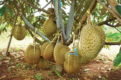 Detail Durian Monthong Bawor Nomer 20