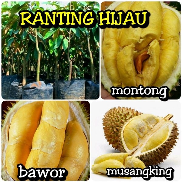 Detail Durian Monthong Bawor Nomer 21