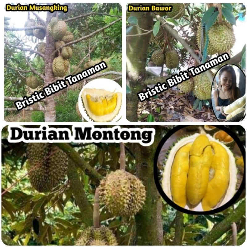 Detail Durian Monthong Bawor Nomer 25