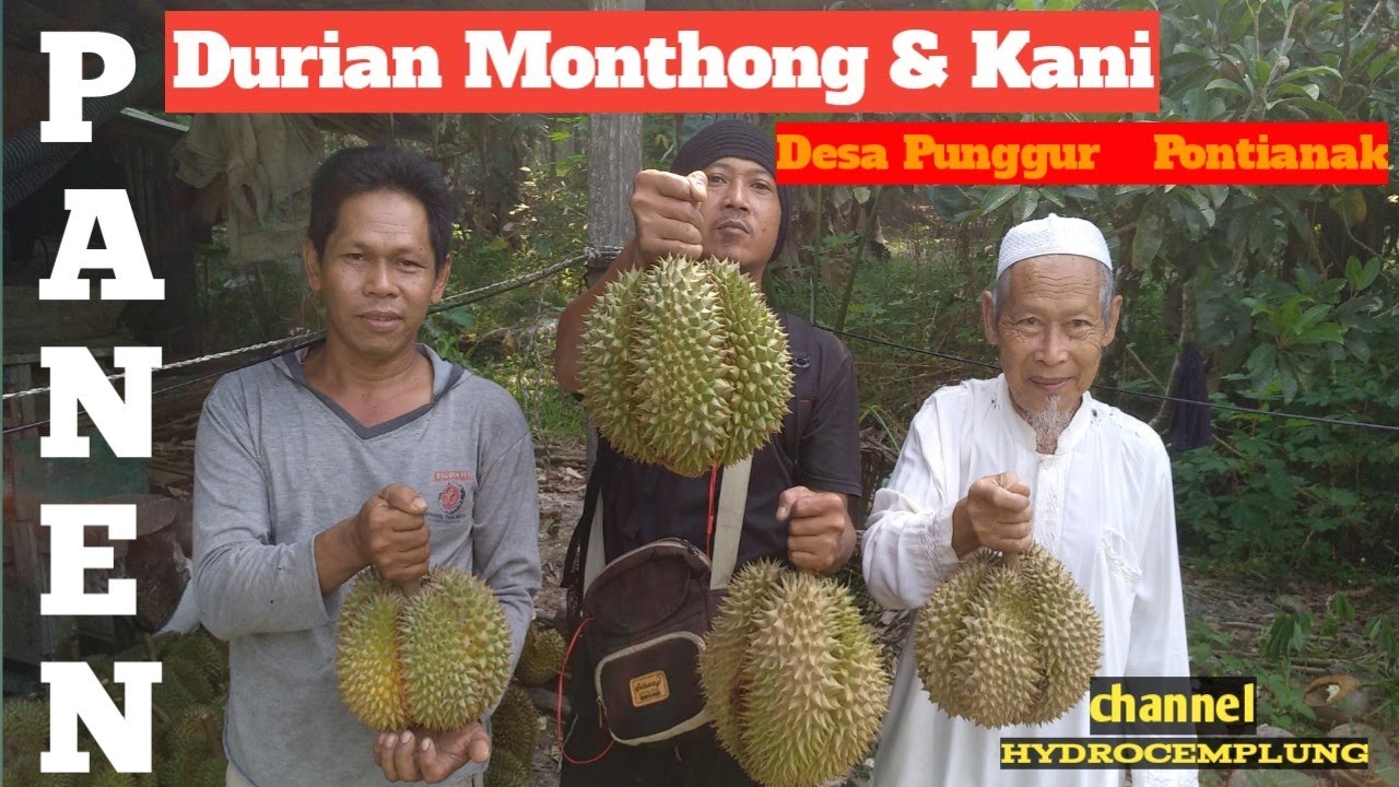 Detail Durian Monthong Bawor Nomer 26