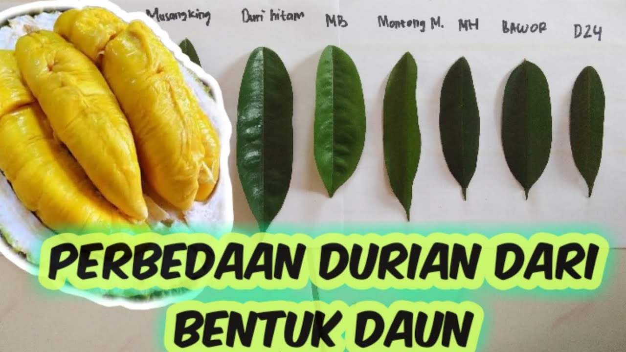 Detail Durian Monthong Bawor Nomer 29