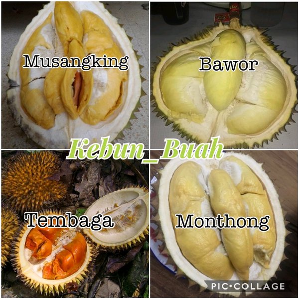 Detail Durian Monthong Bawor Nomer 32