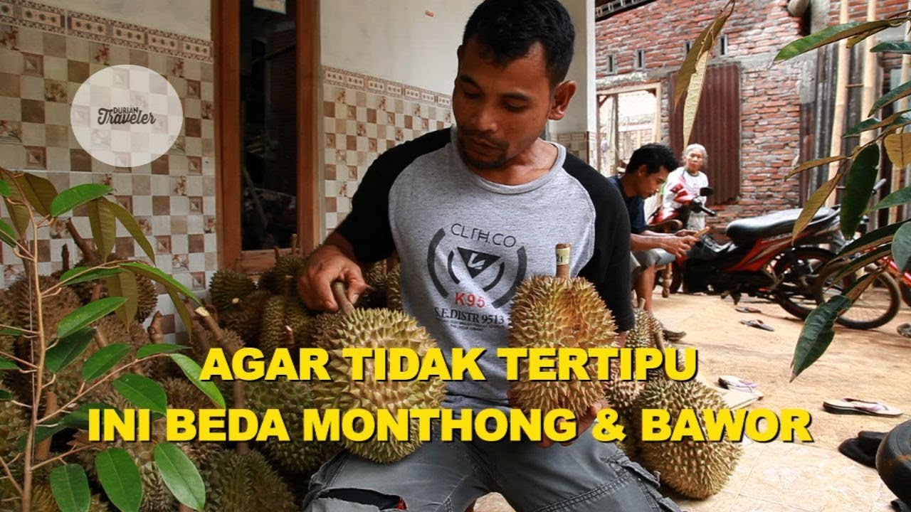 Detail Durian Monthong Bawor Nomer 5