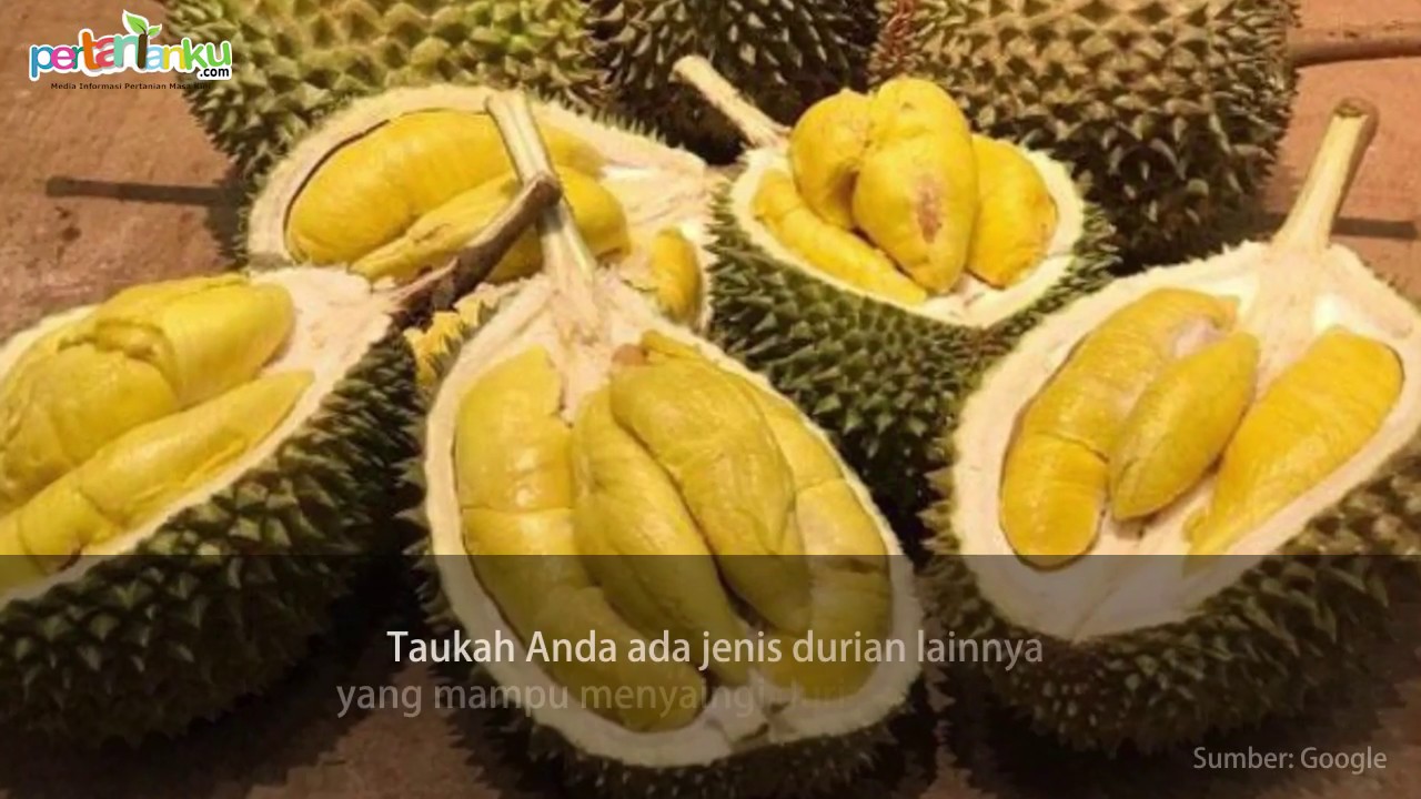 Detail Durian Monthong Bawor Nomer 42