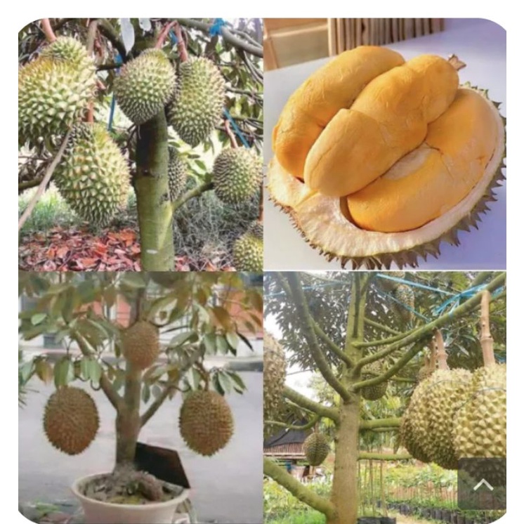 Detail Durian Monthong Bawor Nomer 47