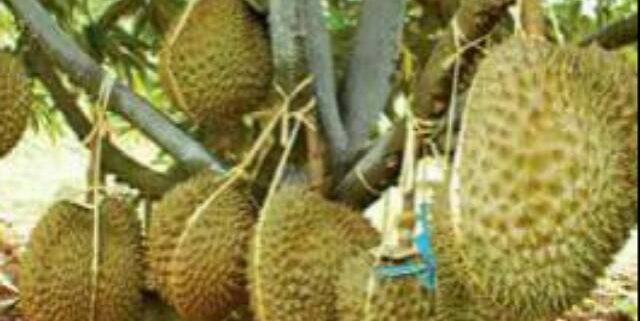 Detail Durian Monthong Bawor Nomer 48