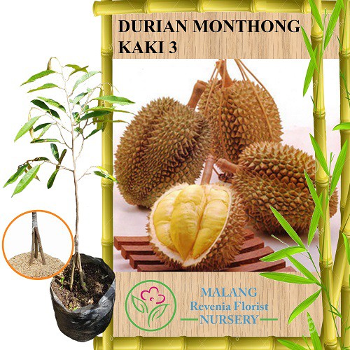 Detail Durian Montong Orange Nomer 22