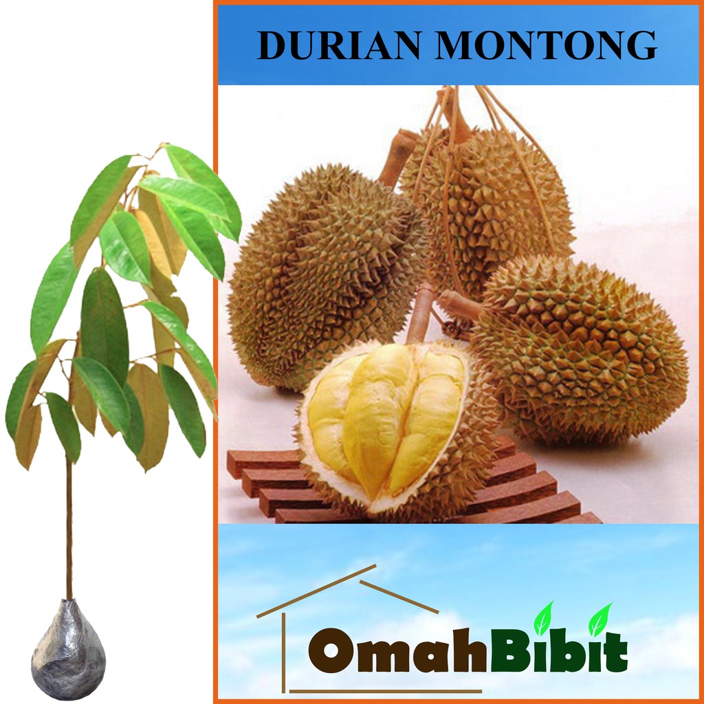 Detail Durian Montong Orange Nomer 31