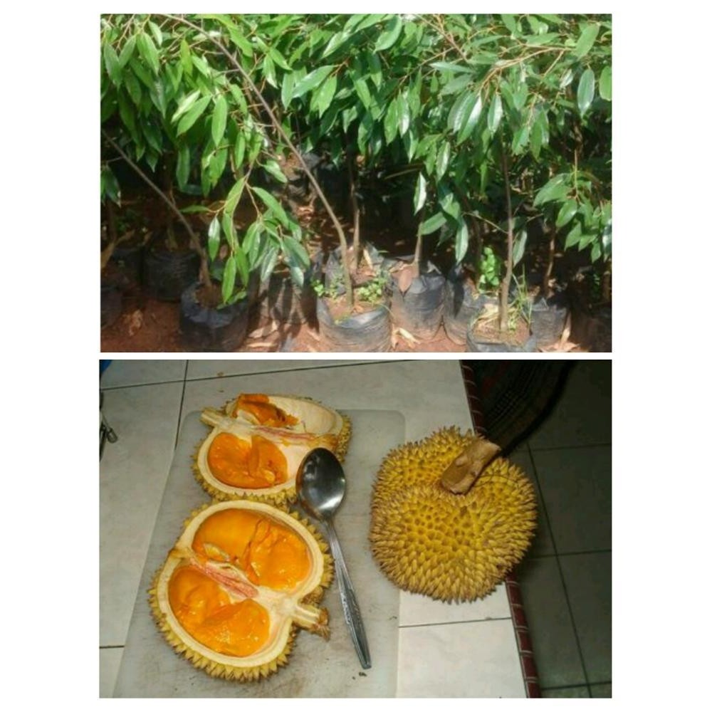 Detail Durian Montong Orange Nomer 5