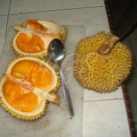 Detail Durian Montong Orange Nomer 8