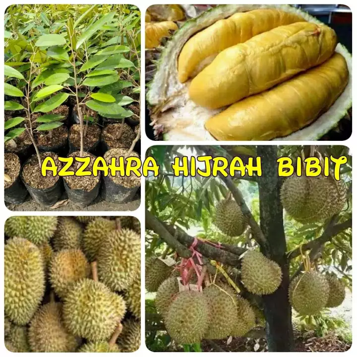 Detail Durian Montong Super Nomer 13