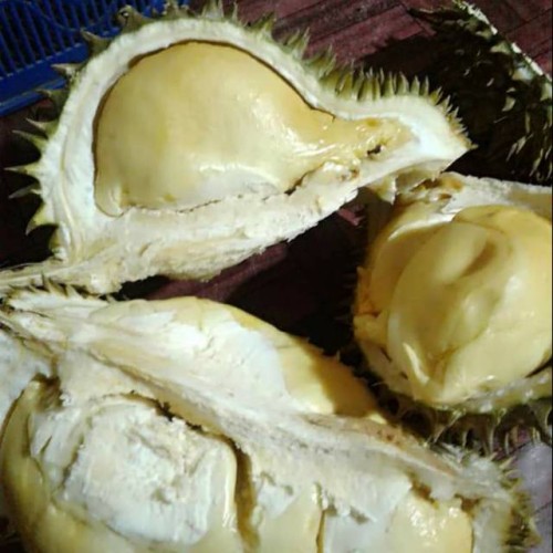 Detail Durian Montong Super Nomer 45