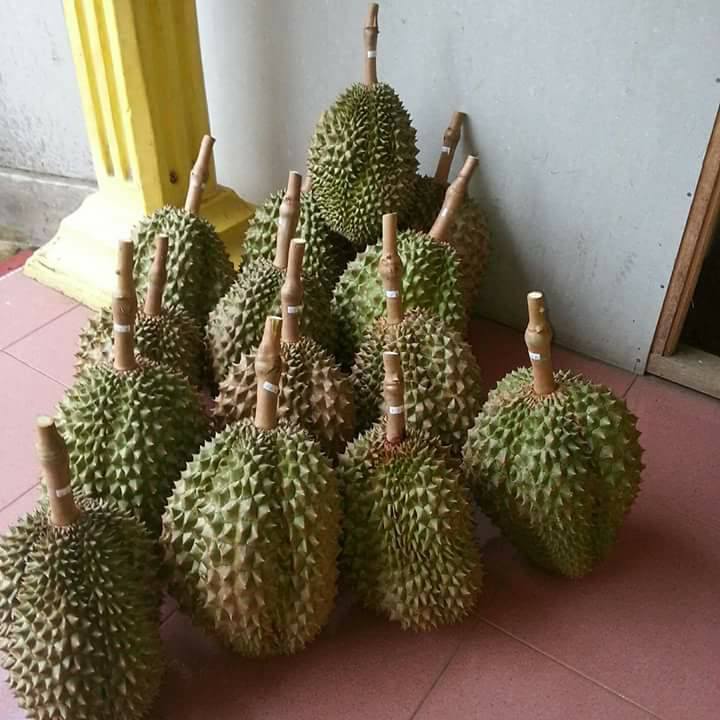 Detail Durian Montong Super Nomer 6