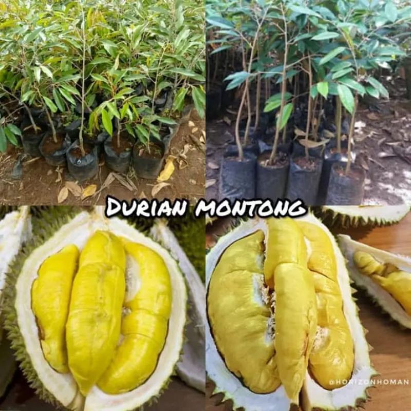 Detail Durian Montong Super Nomer 51